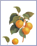 Transfer 1007 - pomarańcze