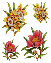 Transfer 1188 - storczyki i peonie