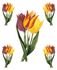 Transfer 1189 - tulipany